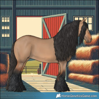 Horse Color:Bay Dun 