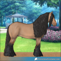 Horse Color:Bay Dun 