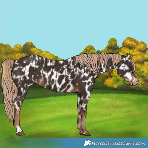 Horse Color:Liver Chestnut  and Liver Chestnut Appaloosa 