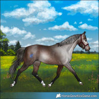 Horse Color:Gray Bay 