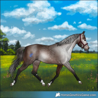 Horse Color:Gray Bay 