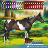 Horse Color:Brown Tobiano Rabicano 