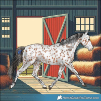 Horse Color:Bay Appaloosa 