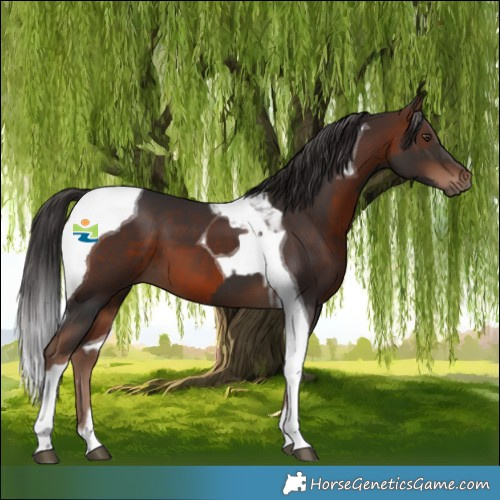 Horse Color:Liver Chestnut and Brown Tobiano