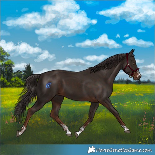 Horse Color:Liver Chestnut and Liver Chestnut