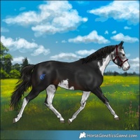 Horse Color:Gray White Spotted Brown