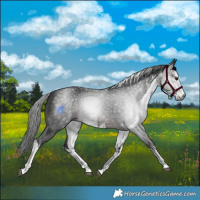 Horse Color:Gray White Spotted Brown 