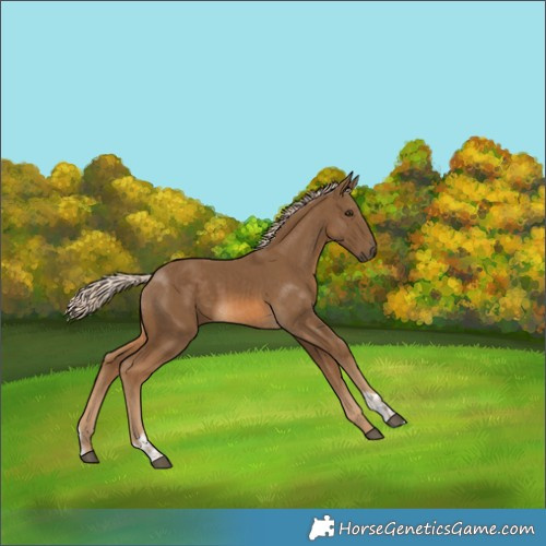 Horse Color:Chocolate Palomino and Chocolate Palomino