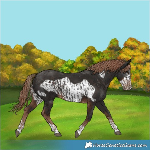 Horse Color:Liver Chestnut  and Liver Chestnut Frame 