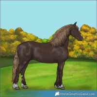 Horse Color:Liver Chestnut Rabicano 