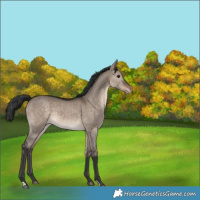 Horse Color:Brown Dun Appaloosa