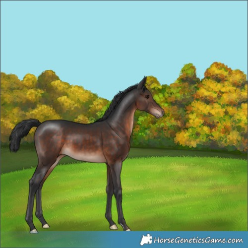 Horse Color:Brown Mushroom 