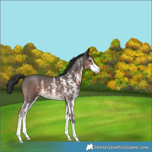 Horse Color:Liver Chestnut Sabino