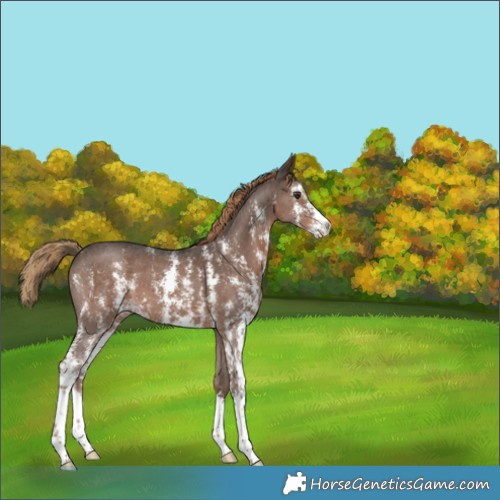 Horse Color:Liver Chestnut Sabino 