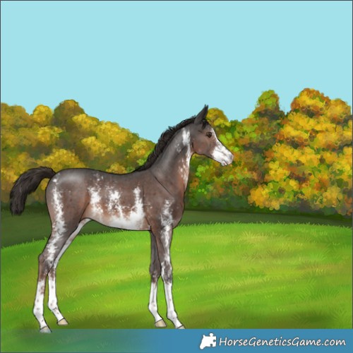 Horse Color:Liver Chestnut Sabino 