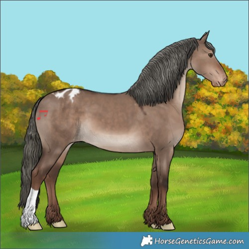 Horse Color:Liver Red Dun Mushroom Appaloosa 