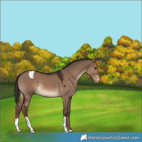 Horse Color:Liver Red Dun Appaloosa 