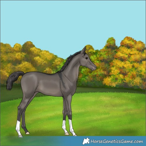 Horse Color:Grullo Mushroom Varnish 