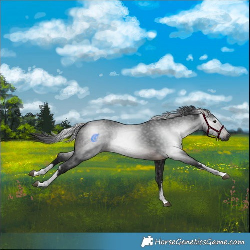 Horse Color:Gray White Spotted Brown 