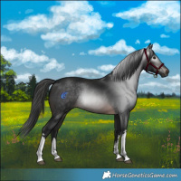 Horse Color:Gray White Spotted Brown 
