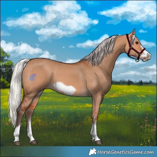 Horse Color:Silver Bay Dun Sabino Tobiano Frame Rabicano 