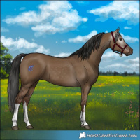 Horse Color:Gray White Spotted Liver Red Dun 