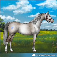 Horse Color:Gray White Spotted Liver Red Dun 