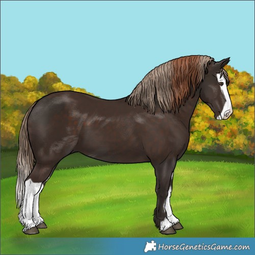 Horse Color:Liver Chestnut  and Liver Chestnut Splash 