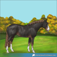 Horse Color:Liver Chestnut Rabicano 