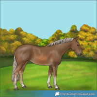 Horse Color:Chocolate Palomino and Chocolate Palomino