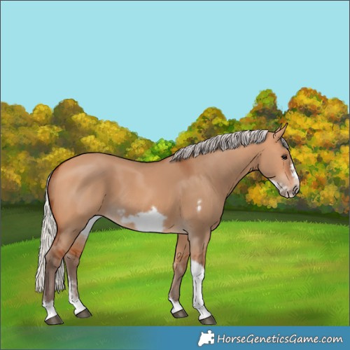 Horse Color:Silver Bay Dun Sabino Tobiano Frame Rabicano 
