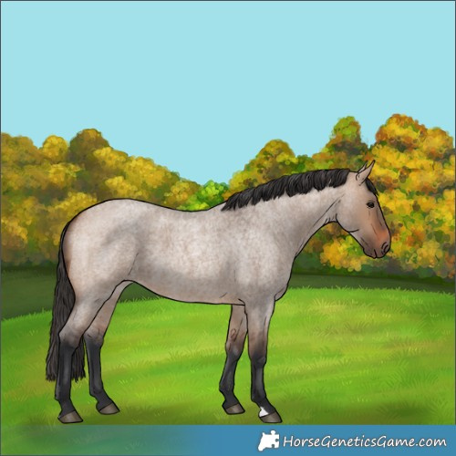 Horse Color:Bay Roan Dun 