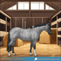 Horse Color:Blue Roan Tobiano 