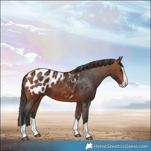 Horse Color:Bay Splash Appaloosa 