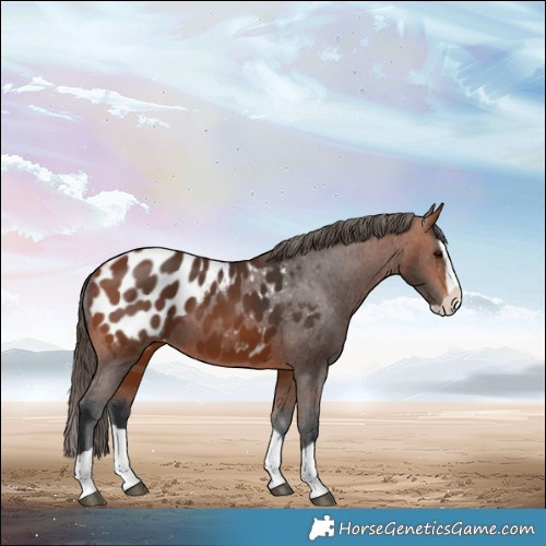 Horse Color:Bay Splash Blanket