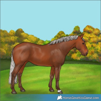Horse Color:Silver Bay 