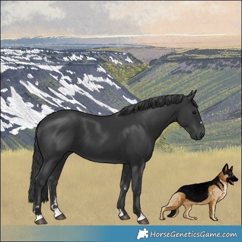 Horse Color:Black 