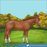Horse Color:Chestnut Rabicano 