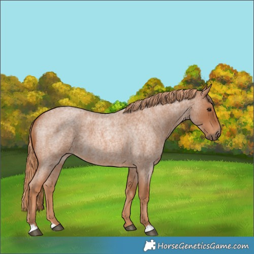 Horse Color:Red Roan 