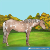 Horse Color:White Spotted Liver Chestnut Pearl Mushroom Rabicano