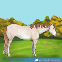 Horse Color:Bay Pearl Dun Sabino Rabicano
