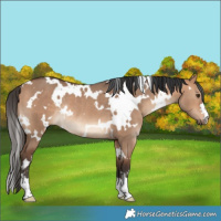 Horse Color:White Spotted Bay Dun Rabicano