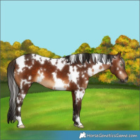 Horse Color:Gray White Spotted Bay