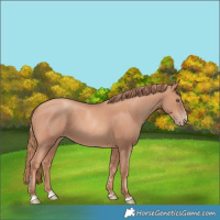 Horse Color:Gold Champagne 