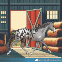 Horse Color:Brown Appaloosa  and Liver Chestnut Appaloosa 