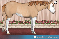 Horse Color:Red Dun Splash Rabicano