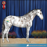 Horse Color:Brown Dun Sabino Appaloosa