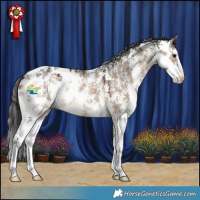 Horse Color:Brown Dun Sabino Appaloosa 
