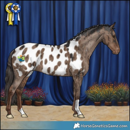 Horse Color:Liver Red Dun Appaloosa Brindle 