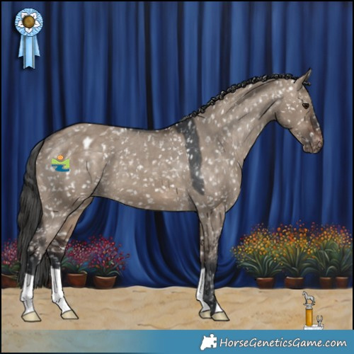 Horse Color:Brown Dun Appaloosa